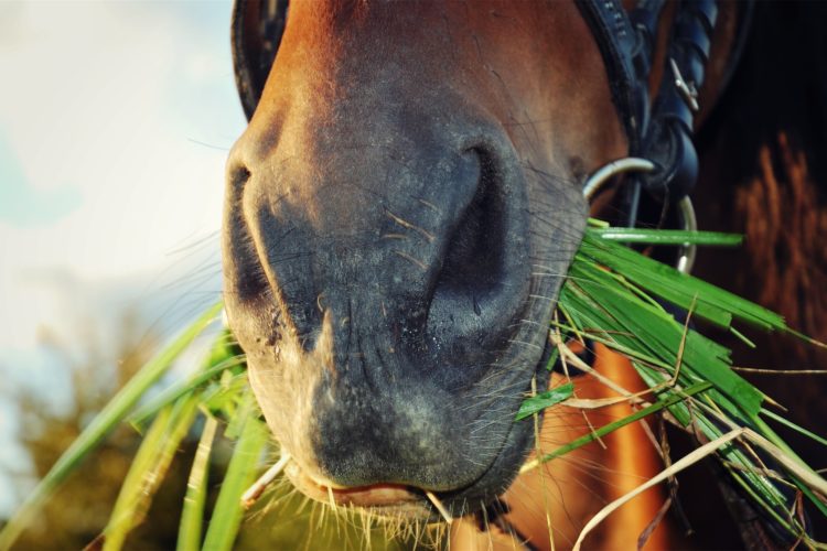 how to start eating vegan horse grass