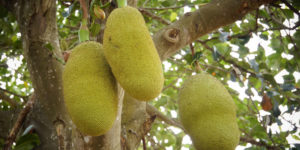 jackfruit-cropped
