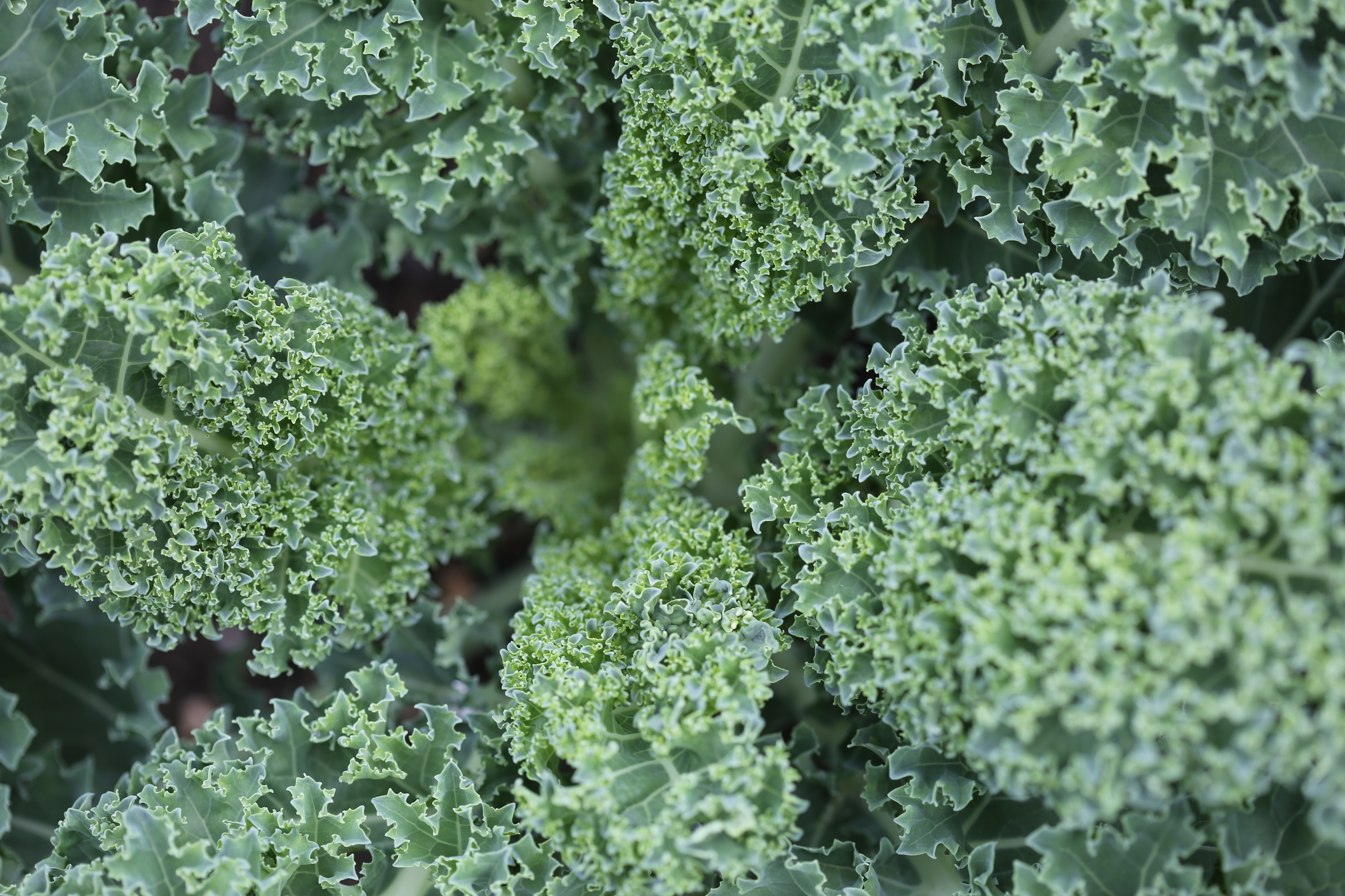 reversing heart disease with a vegan diet kale